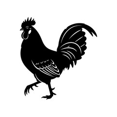 Black rooster walking with raised leg, isolated on white background