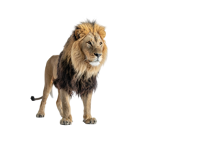 Majestic male feline lion, detailed, standing against a stark black background