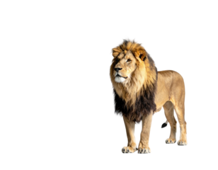 Majestic male feline with flowing mane stands proud against a black background