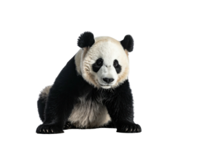 A giant panda sits alert, facing forward against a black background
