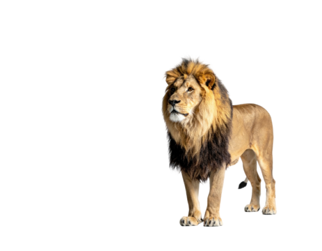 Majestic male feline with flowing mane stands proud against a black background