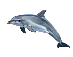 Obraz premium A sleek, aquatic mammal leaps, glistening grey against a stark, black backdrop