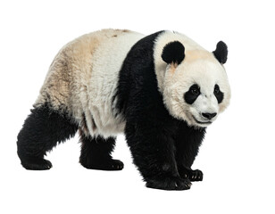 A standing giant panda, featuring black and white fur, against a plain backdrop