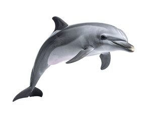 Obraz premium Sleek dolphin leaping, showcasing dorsal fin, fins, and smiling expression against black