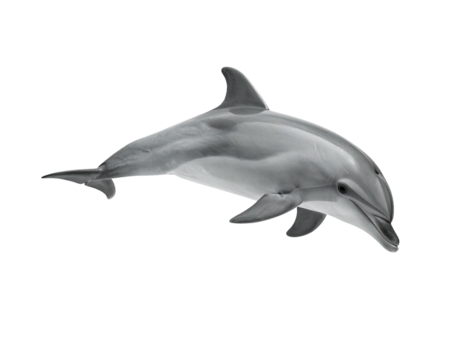 A sleek dolphin swims in a void, showcasing its smooth skin and agile form