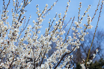 Beautiful Japanese apricot blossoms that bloom in early spring ‘Houryukaku’.