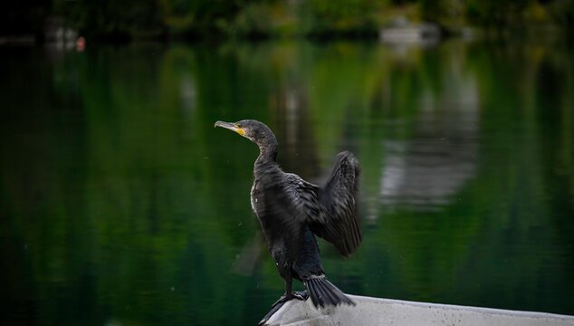 High resolution color image of a single adult Cormorant bird perching on the edge of the beautiful peaceful lake of Champex Lac Switzerland part of the famous TMB- Tour du Mont Blanc trail. 
