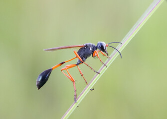Wasp perches on a grass stalk, the blurred background highlighting the tranquil beauty of nature.