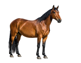 A majestic brown horse stands proudly, with black mane and tail, on a transparent backdrop