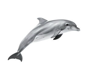 Obraz premium Dolphin jumps from blackness, smooth gray skin, curved body. Detailed grayscale