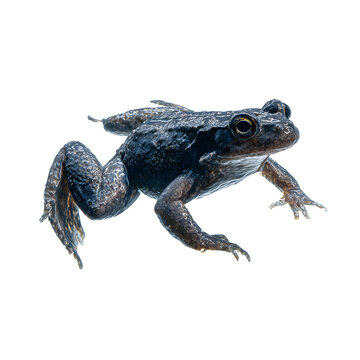African clawed frog in mid-air isolated on transparent background