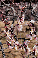Beautiful Japanese apricot blossoms that bloom in early spring ‘Irihinoumi’.