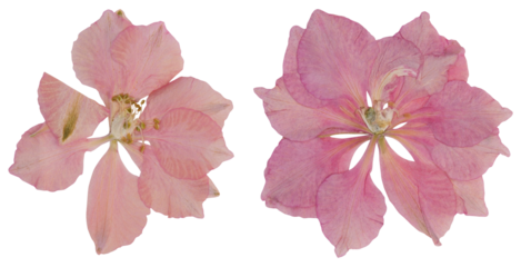 Pressed pink larkspur flowers