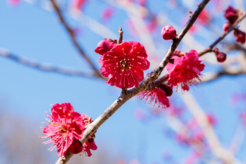Beautiful Japanese apricot blossoms that bloom in early spring ‘Kagoshimako’.