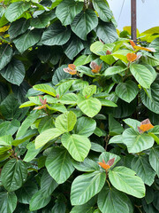Ficus auriculata, also commonly known as the Roxburgh Fig or Elephant Ear Fig tree. It produces edible figs that appear on the branches, trunk, and event at the base of the tree.