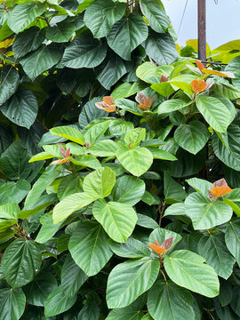 Ficus auriculata, also commonly known as the Roxburgh Fig or Elephant Ear Fig tree. It produces edible figs that appear on the branches, trunk, and event at the base of the tree.