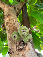 A cluster of wild figs (Ficus auriculata) hanging on the branches. also commonly known as the Roxburgh Fig or Elephant Ear Fig tree.