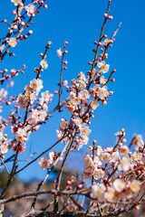 Beautiful Japanese apricot blossoms that bloom in early spring ‘Kotoji’.