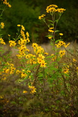 yellow flowers in a meadow in autumn