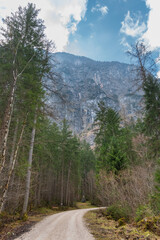 Obraz premium Peaceful forest path near Hallstatt, Austria, winding through moss-covered rocks and alpine woodland