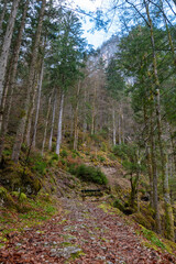 Peaceful forest path near Hallstatt, Austria, winding through moss-covered rocks and alpine woodland