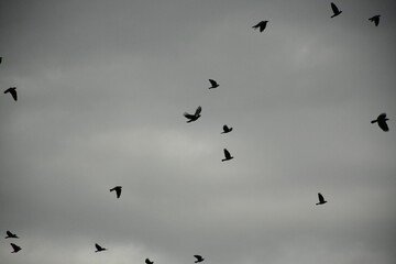 flock of flying black birds