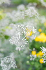 White Gypsophila in green summer garden scene