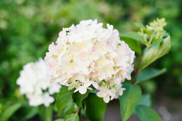 Panicle hydrangea Metallica turning pink in garden
