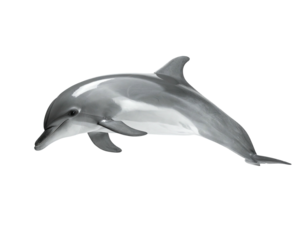 Lifelike dolphin illustration, with sleek grey body on a pure black background