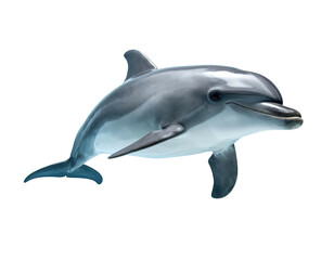 A sleek, gray dolphin swims gracefully against a stark black background