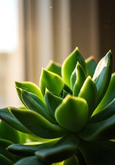 Sunlit Succulent Embrace