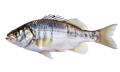 Naklejka premium silver fish close-up on white background.