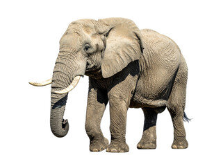 Obraz premium A large, gray, majestic elephant with large tusks, walks forward