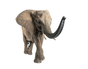 Obraz premium A young elephant with its trunk raised walks toward the viewer on a black backdrop