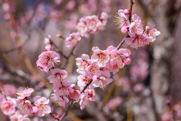 Beautiful Japanese apricot blossoms that bloom in early spring ‘Rekkoubai’.