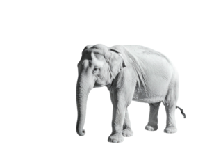 Monochrome image of an elephant isolated against a stark, black background