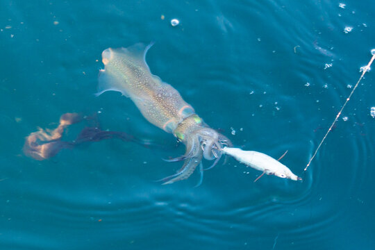 P&ecirc;che au calamar