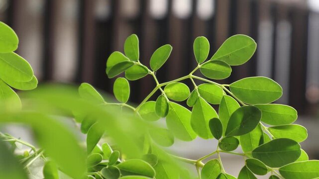 Kelor, Moringa leaves are leaves that come from the Moringa tree (Moringa oleifera). The Moringa tree is a plant that originates from the tropics and can be found in Asia, Africa and Central America. 