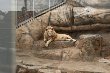 resting lion behind glass at the zoo
