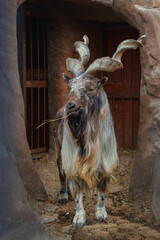 A beautiful brutal screw-horned goat with weed in his mouth. full-length