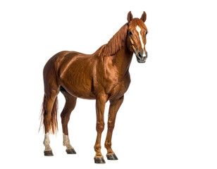 Obraz premium A majestic brown horse with a white blaze stands on a transparent background