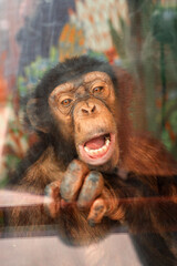 the surprised face of a monkey