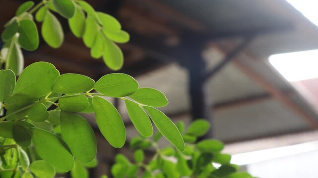 Kelor, Moringa leaves are leaves that come from the Moringa tree (Moringa oleifera). The Moringa tree is a plant that originates from the tropics and can be found in Asia, Africa and Central America. 