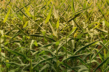 Corn plants with green leaves and developing cobs thriving in a sunny agricultural field, representing growth and nature