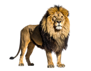 Majestic lion, regal pose, vibrant colors, isolated against a stark black background