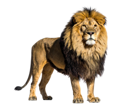 Majestic lion, regal pose, vibrant colors, isolated against a stark black background