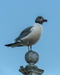 Portrait of a Black-headed Gull 