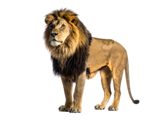 Majestic lion stands proudly, its golden mane a symbol of strength and royalty