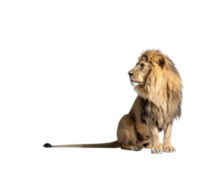 Majestic male lion, golden mane, posed, gazing thoughtfully