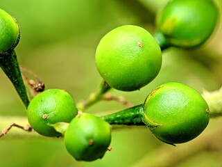 Close-up image of Solanum paniculatum, a medicinal plant from the nightshade family, with bokeh background
